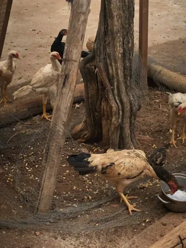 Criação aves indio