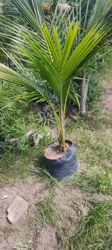 Muda de Coqueiro Anão legítimo 