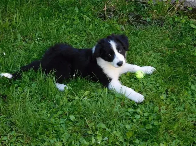 Filhotes de Border Collie | Cheio de carinho e alegria!