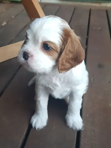 Cavalier king Disponível com entrega Imediata 