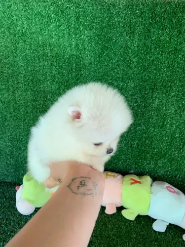 Lulu da pomerania 