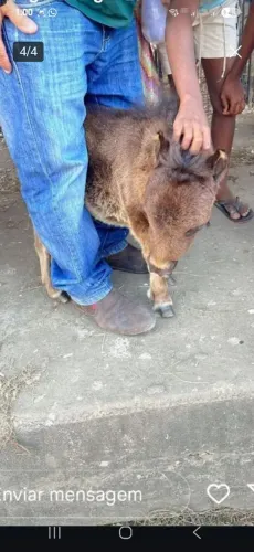 Vende-se pônei