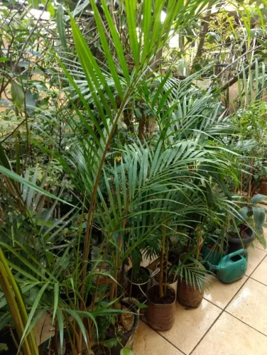 Vendo Mudas de Palmeira Areca - Guarulhos
