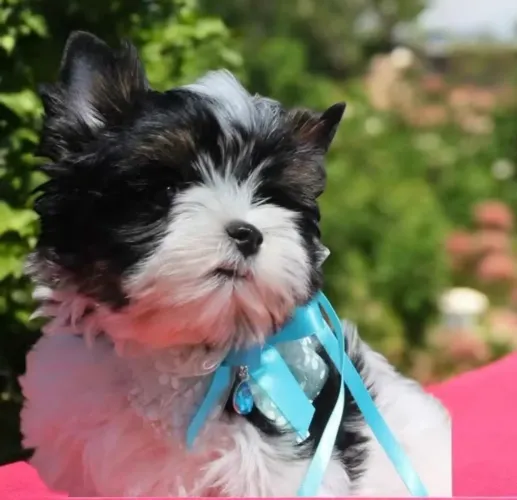 Seu lindo companheiro! Filhote de yorkshire biewer terrier MACHOS