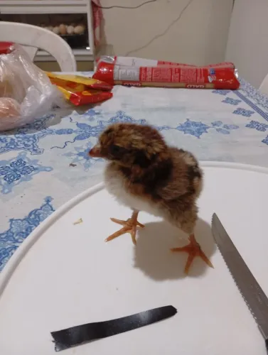 Pintinhos GSB sertanejo balão 