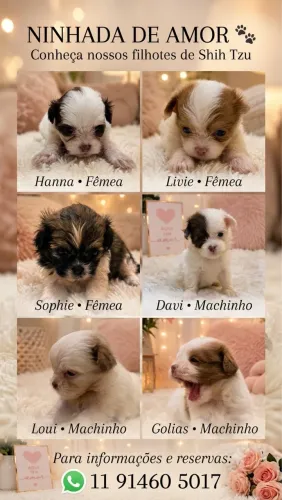 Shihtzus machos E fêmeas bem pequenininhos