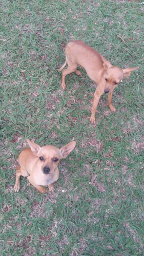 Vende se 2 cachorro pincher