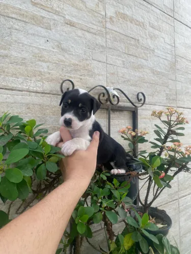 Fox paulistinha machinho lindo caminha brinde