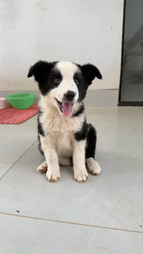 Filhote Fêmea Border Collie
