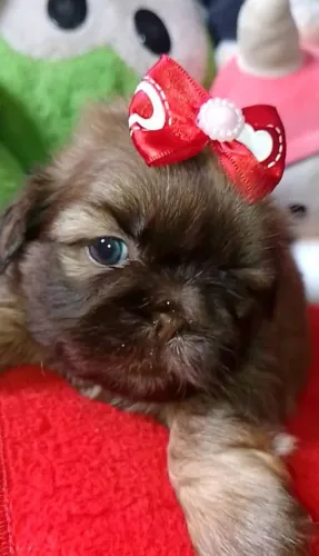 Shiht chocolate menina pedigree