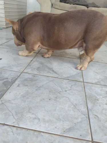 American Bully pocket