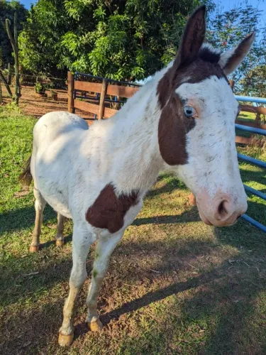 Potra Paint horse