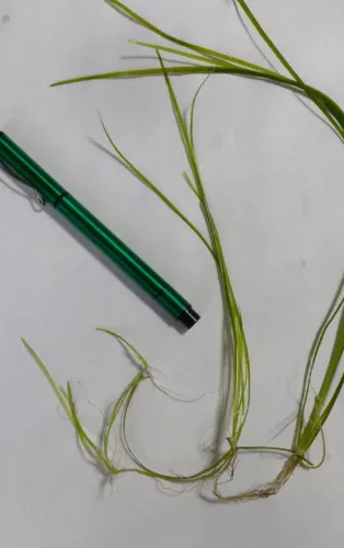 Muda de Vallisneria nana planta de aquário e lago