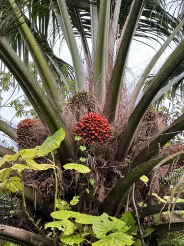 150 hectares Dendezal em igarapé açu há 35 km de Castanhal R$ 2.3 milhões de reais