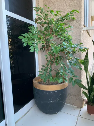Jabuticabeira