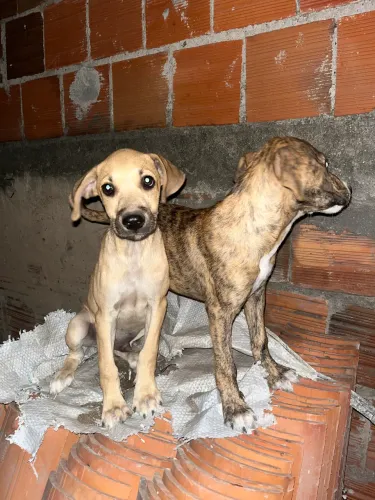 Adoção 