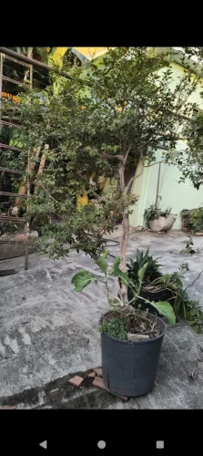 Vende se pé de jabuticaba 