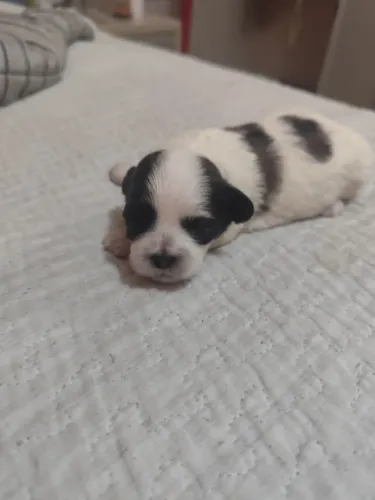 Filhote de shih tzu