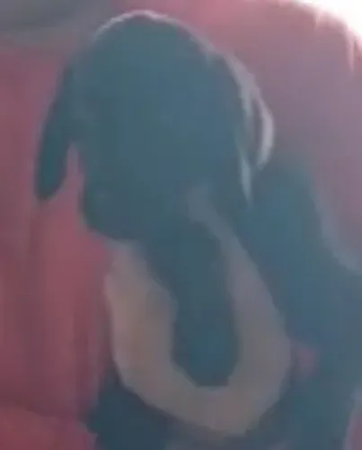 Labrador disponivel