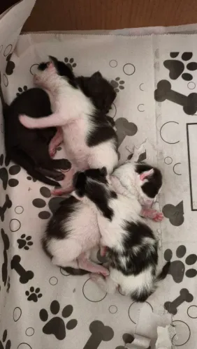 Lindos filhotes Maine coon 