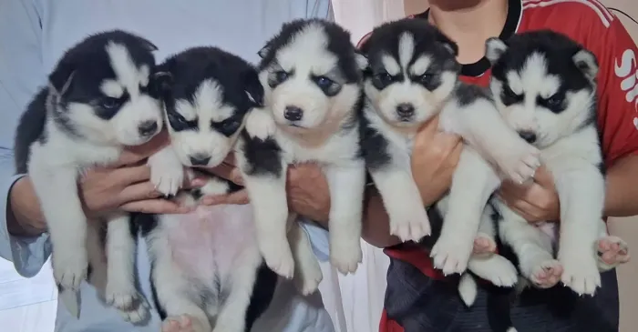 Vendo filhotes de Husky Siberiano