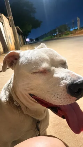 Doa-se pitbull 10 meses