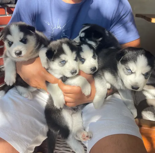 Filhotes de Husky siberiano 
