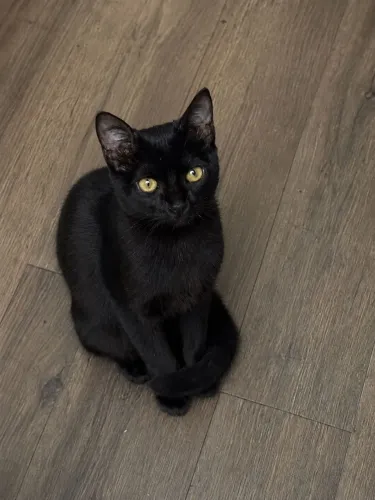 Gatinha adoção 