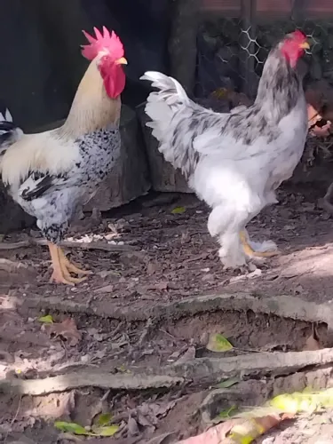 Vende-se dois frango