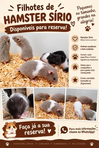 Hamster sírio
