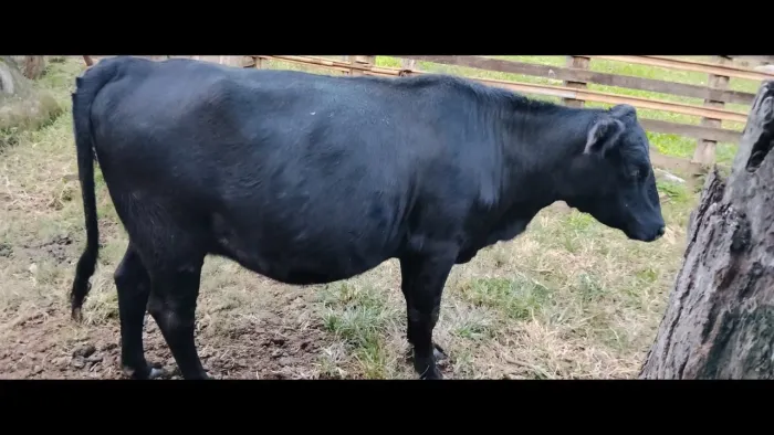 Vaca prenha da raça Angus