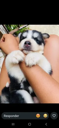 Husky siberiano