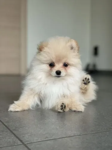 Spitz alemão Doguinho que pode conquistar você fora das fotos
