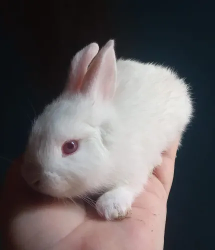 Coelho Nova Zelândia 