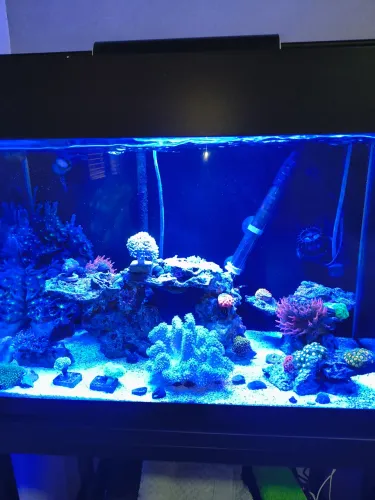 Aquário marinho completo 
