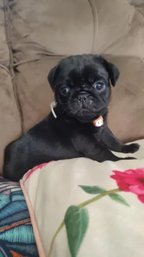 Filhote pug macho preto Black nabuco
