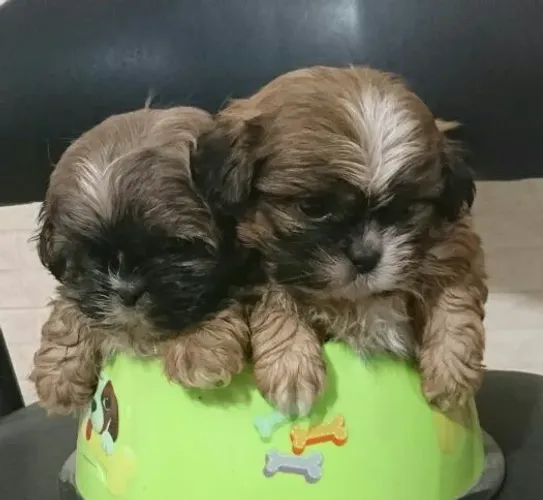 Shih Tzu vacinados conforme idade
