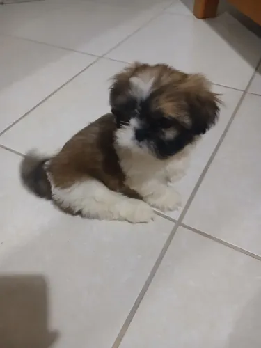 Chittz tzu femea