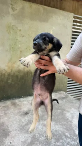 Filhos de Pastor Alemão