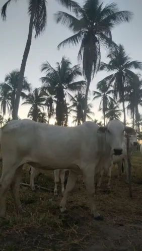 Vendo uma novilha preia e duas novilha parida total 5 fêmea