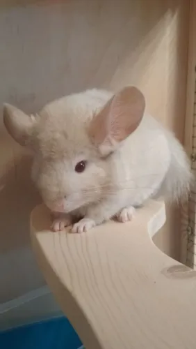 Chinchila