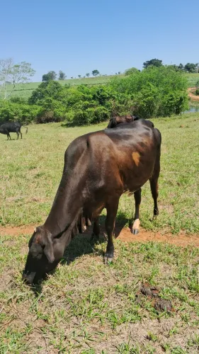 Vendo uma vaca e uma novilha