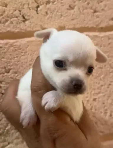 Chihuahua mini filhotes