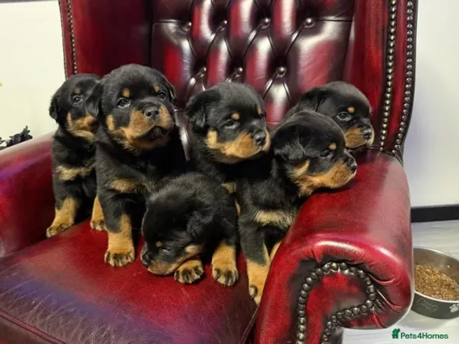 Filhote de cachorro rottweiler saudável de temperamento dócil