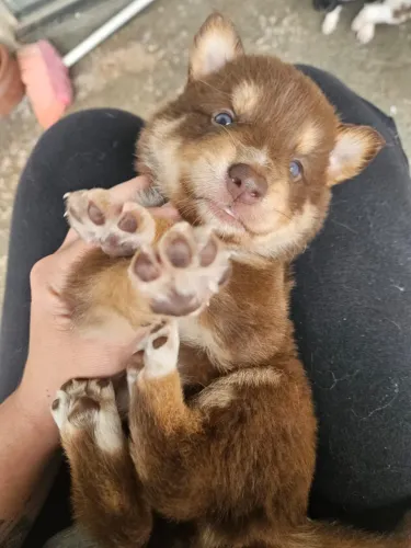 Filhotes de Boder Collie 