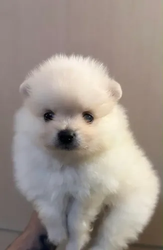 Filhotes de spitz anão saudáveis 