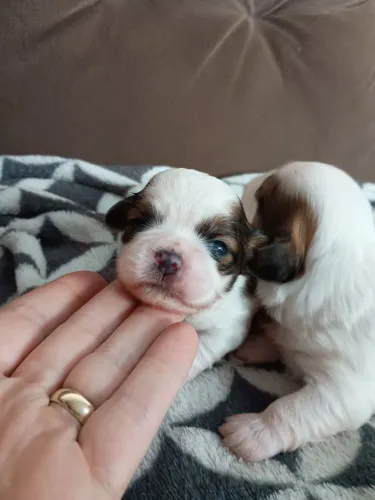 Shih Tzu macho