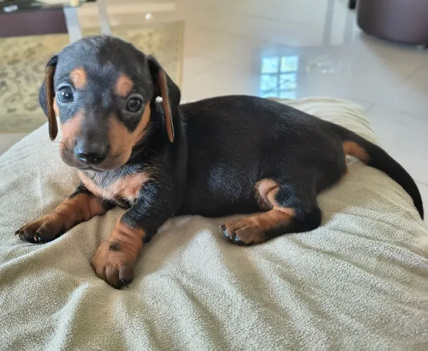 Vendo filhote de Dachshund FÊMEA! Já Vermífugada .