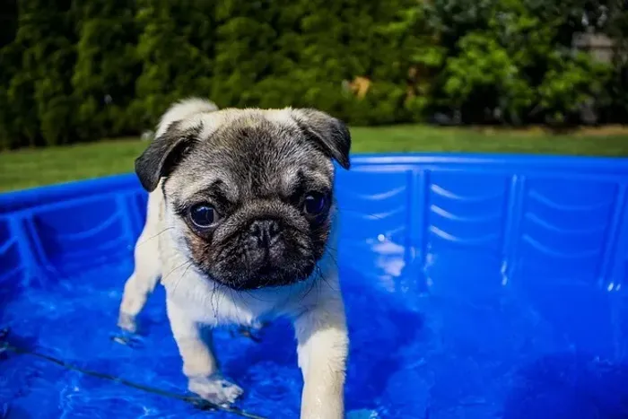 Pug Filhote Com Um Jeito Que Vai Conquistar Sua Família