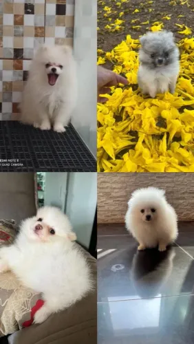 Spitz Alemão Anão 